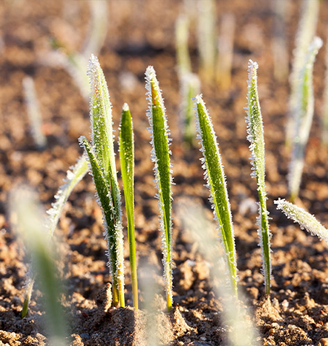 San Antonio Helicopter Frost and Ice